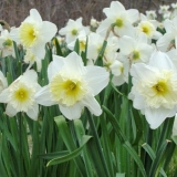 Narcisi na otvorenom polju su izblijedjeli: šta dalje